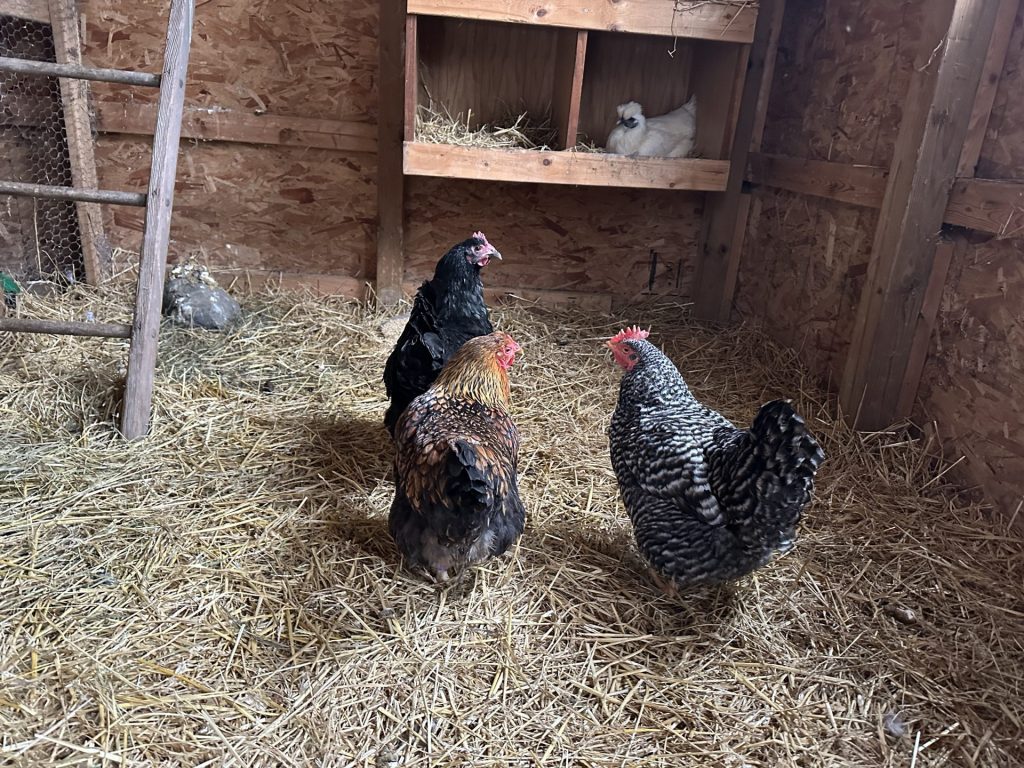 Cozy chicken coop with diverse breeds interacting among straw bedding in warm natural light.