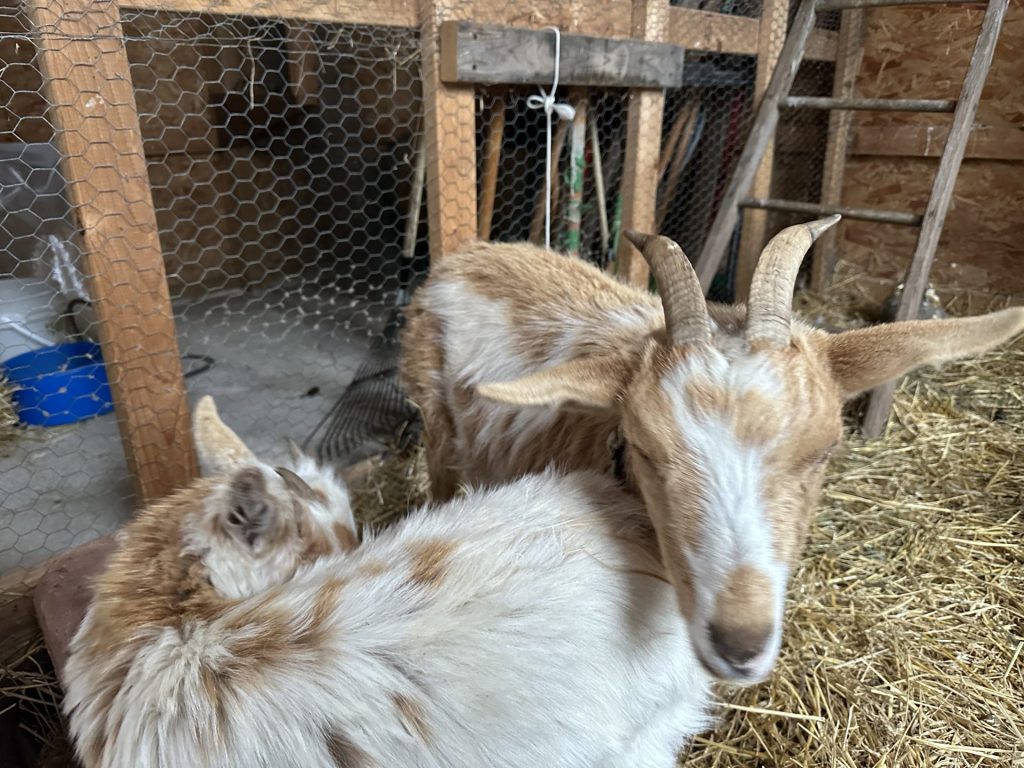 Two cozy goats resting together in a rustic barn filled with straw and warmth.