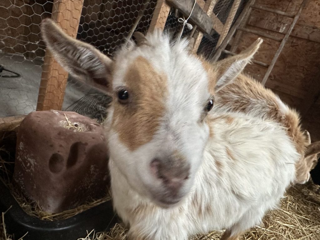 Endearing goat with brown patches in a cozy barn setting surrounded by straw and minerals.