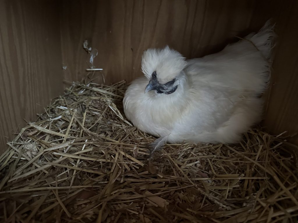 Fluffy silkie chicken nestled in a cozy wooden enclosure, embodying rural tranquility and beauty.