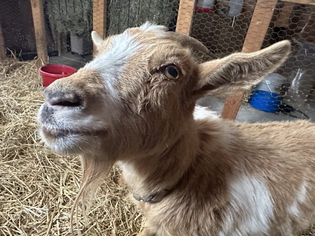 Happy brown goat in a cozy barn surrounded by straw and colorful feeding containers.