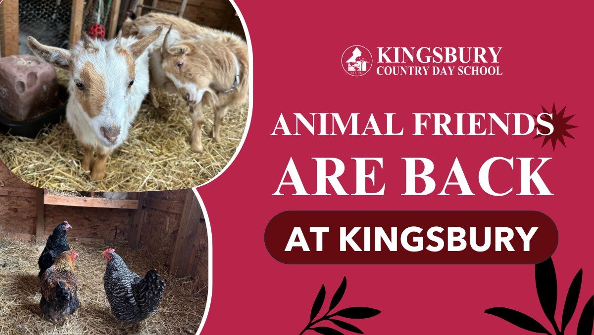 Animal friends return to Kingsbury Country Day School, featuring playful goats and cheerful chickens.